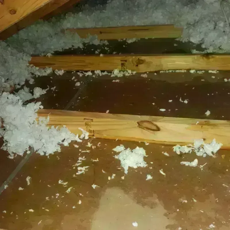 Attic Water Damage in Hammond, LA