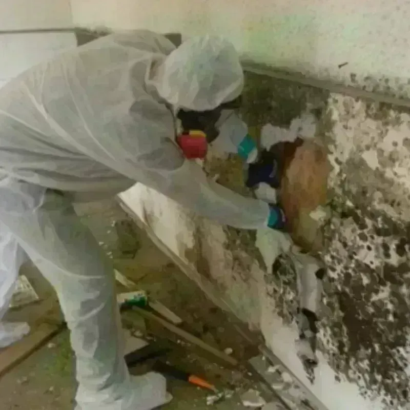 Mold Remediation and Removal in Hammond, LA